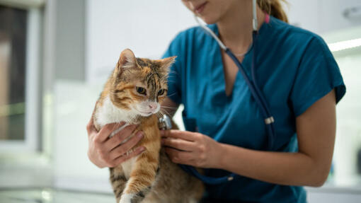 Colitis in cats clearance treatment